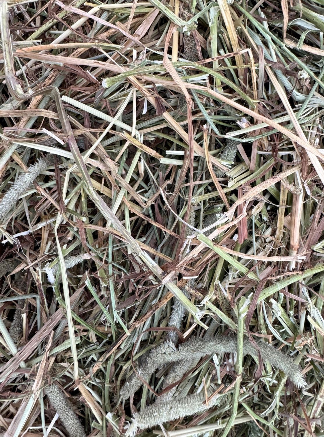 1st Cutting Timothy Orchard Alfalfa (50/40/10) Hay - Small Bale