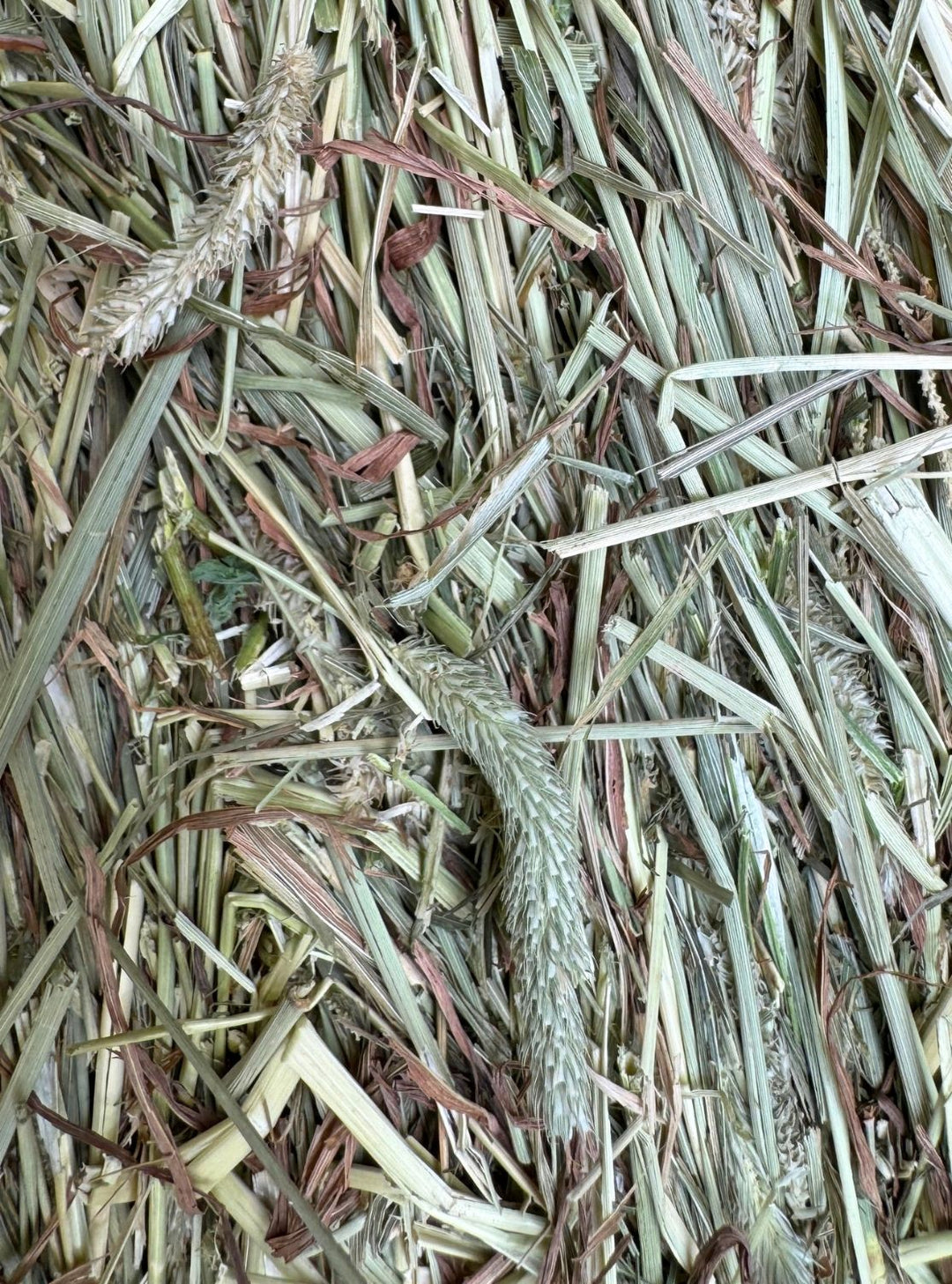1st Cutting Timothy Orchard Hay (70/30) - Small Bale