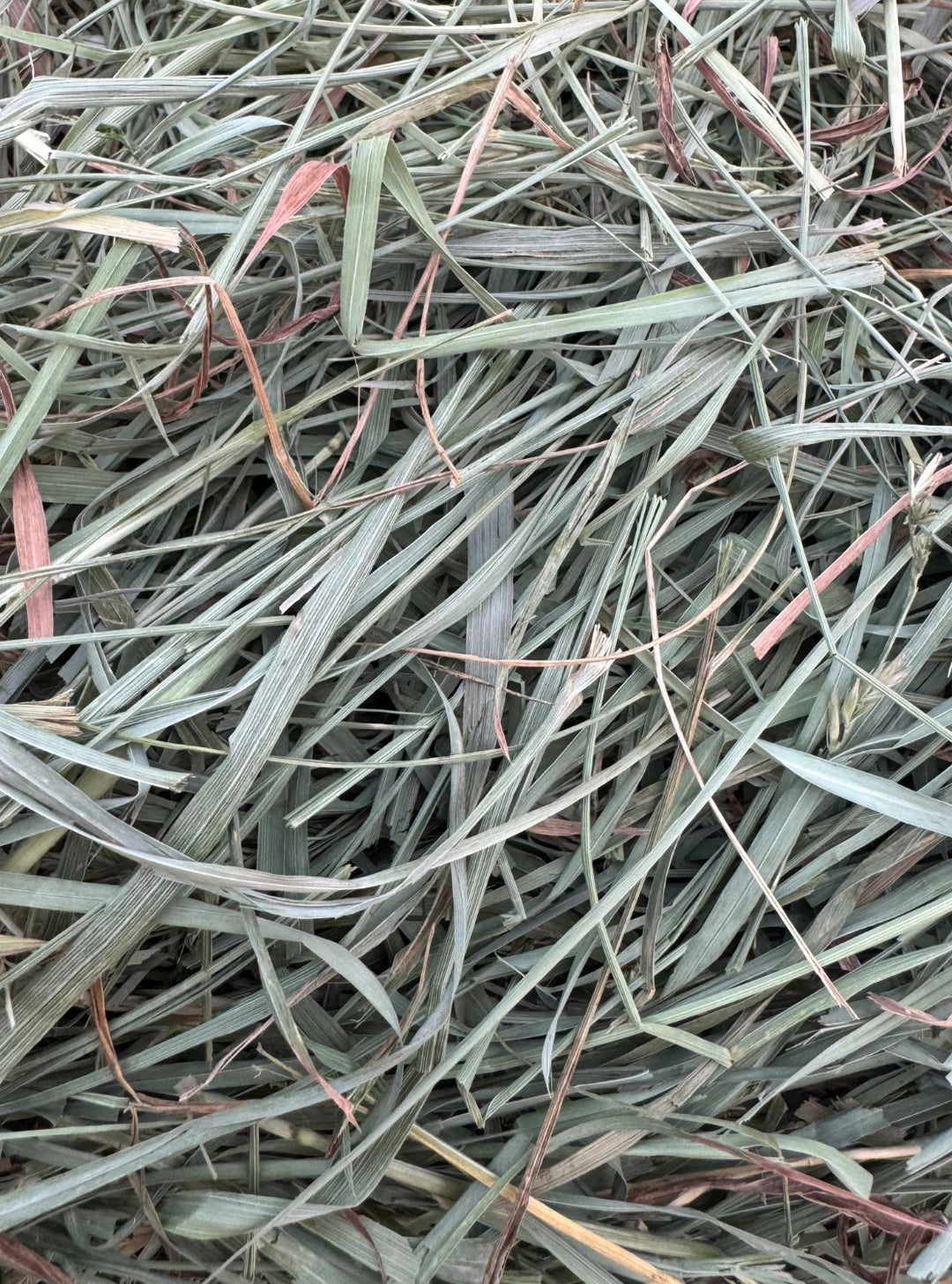 Close-up of Western Orchard Brome 70/30 hay showing leafy texture and reddish tips from 2025 first cutting.