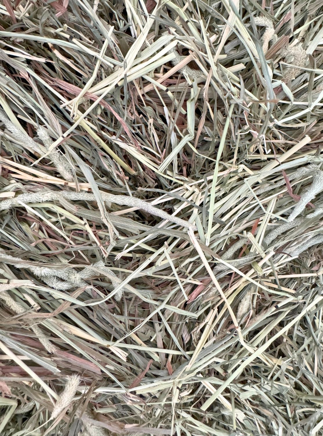 1st cutting Timothy Orchard 50/50 hay – small square bale with a balanced mix of stem and leaf, ideal for maintenance and light work.