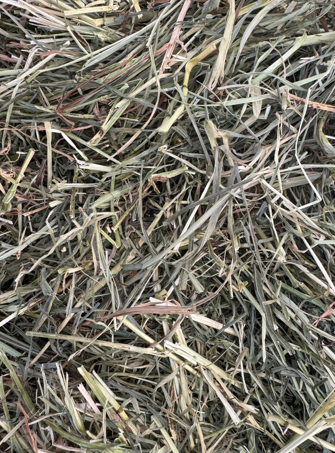 Up close photo of a 1st cutting Orchard-Alfalfa-Timothy hay with vibrant green color and visible leafy texture, ideal for performance horses needing balanced energy.