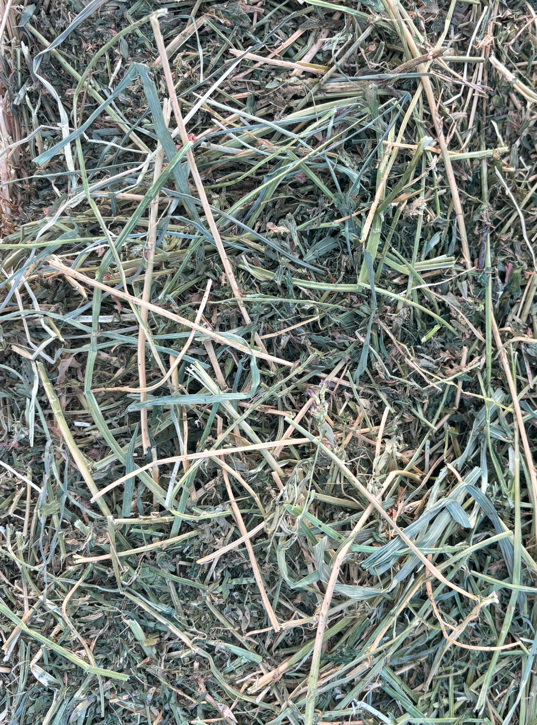 Close-up of 2nd cutting Alfalfa-Orchard hay (80/20 blend), showing fine-stemmed, leafy green alfalfa mixed with soft orchardgrass stems and leaves.