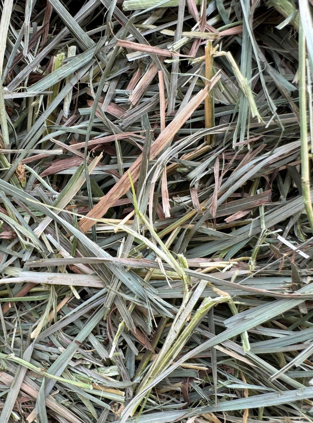 2nd Cutting Orchard Alfalfa Timothy Hay (40/40/20) - Small Bale