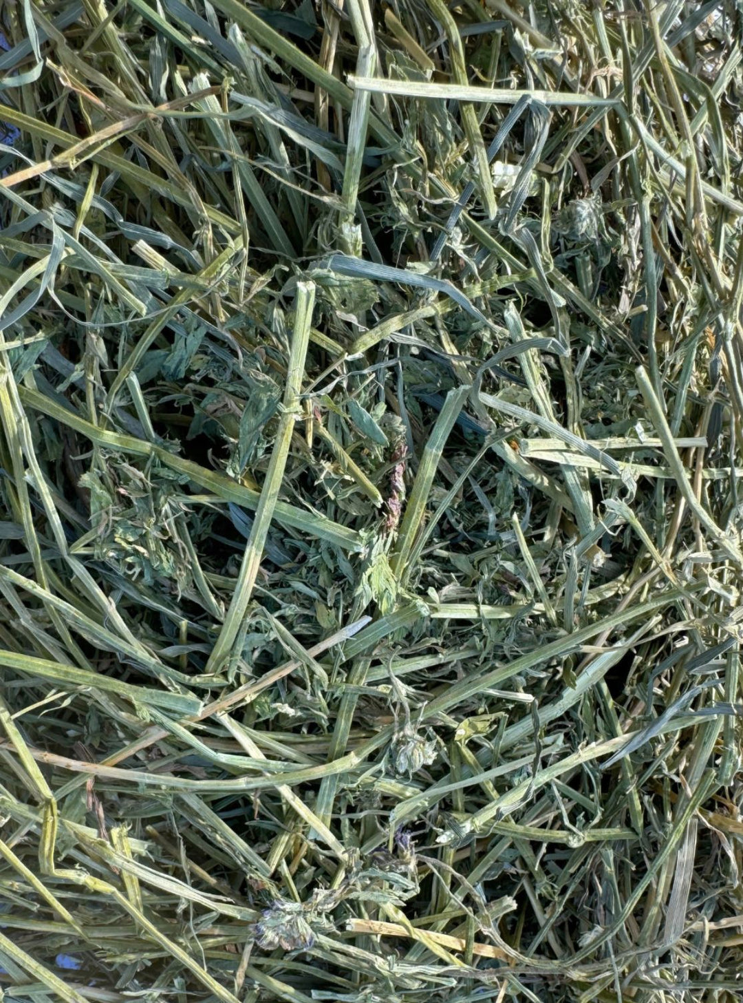 Close-up of 2nd Cutting Alfalfa-Orchard 90/10 hay with a leafy, green blend and excellent nutritional value for horses on forage-first programs.
