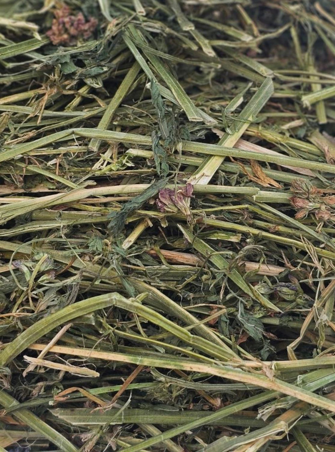 Close-up of a leafy 2nd cutting Alfalfa-Orchard hay blend with rich green tones and visible purple alfalfa blooms.