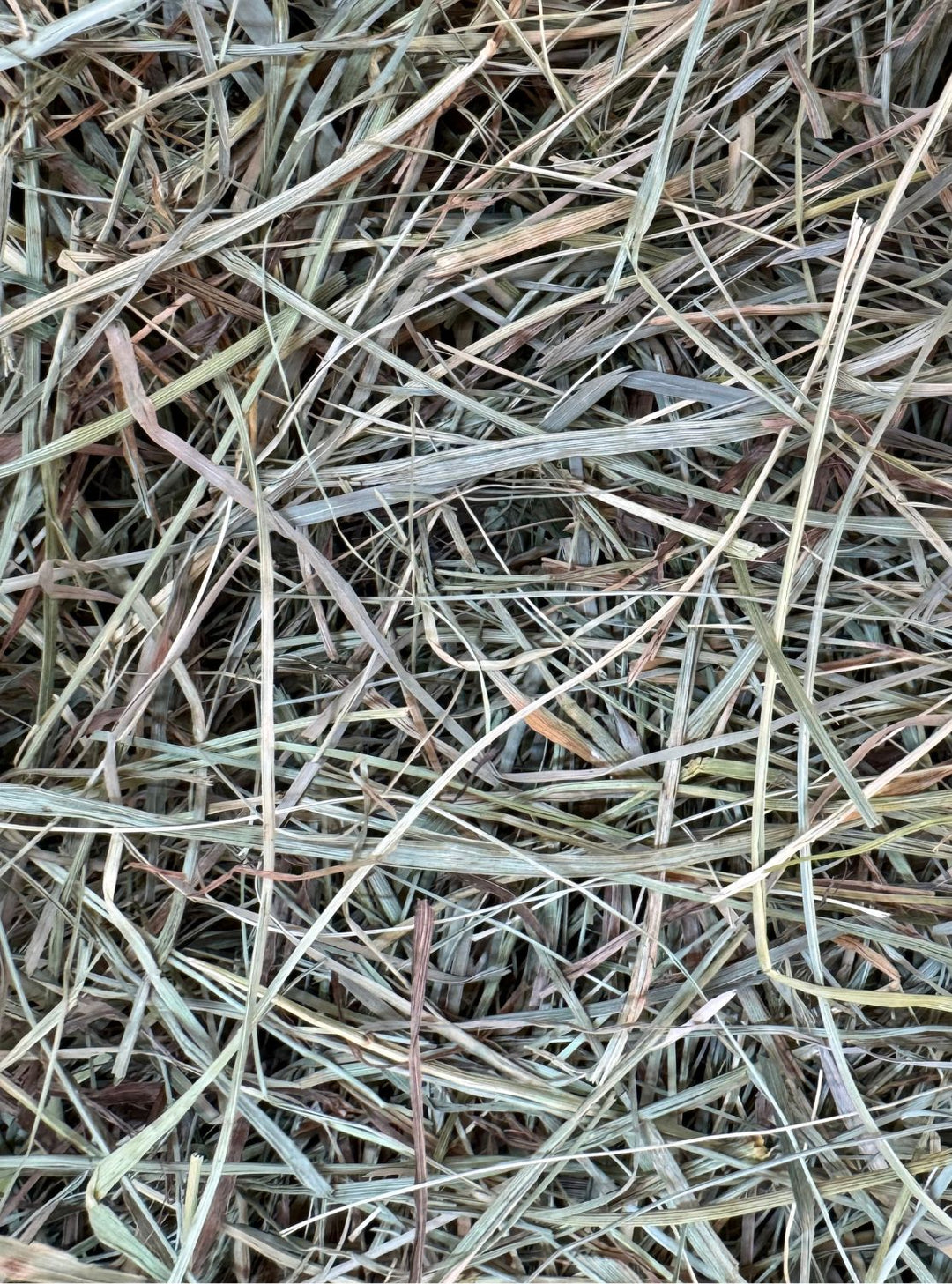 Close-up of soft, leafy 2nd cutting orchardgrass hay with higher calorie content, ideal for horses needing weight support or energy for performance.