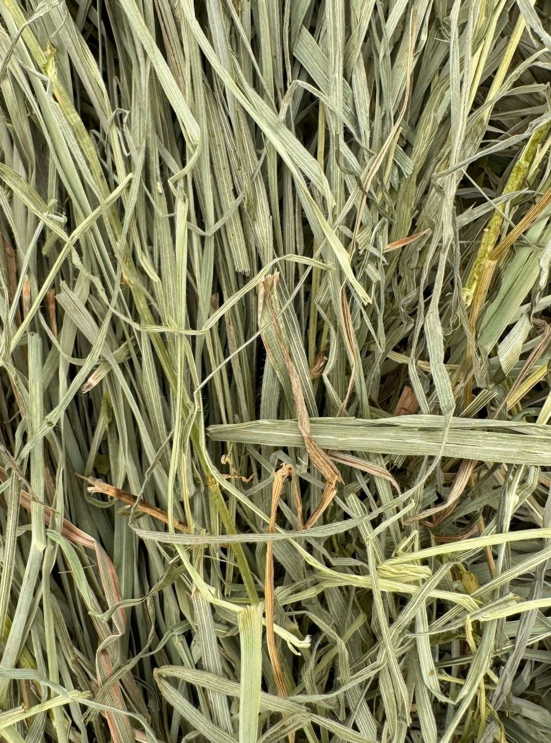 2nd cutting Western Orchard Alfalfa hay – 75/25 blend with soft, leafy flakes and vibrant green color.
