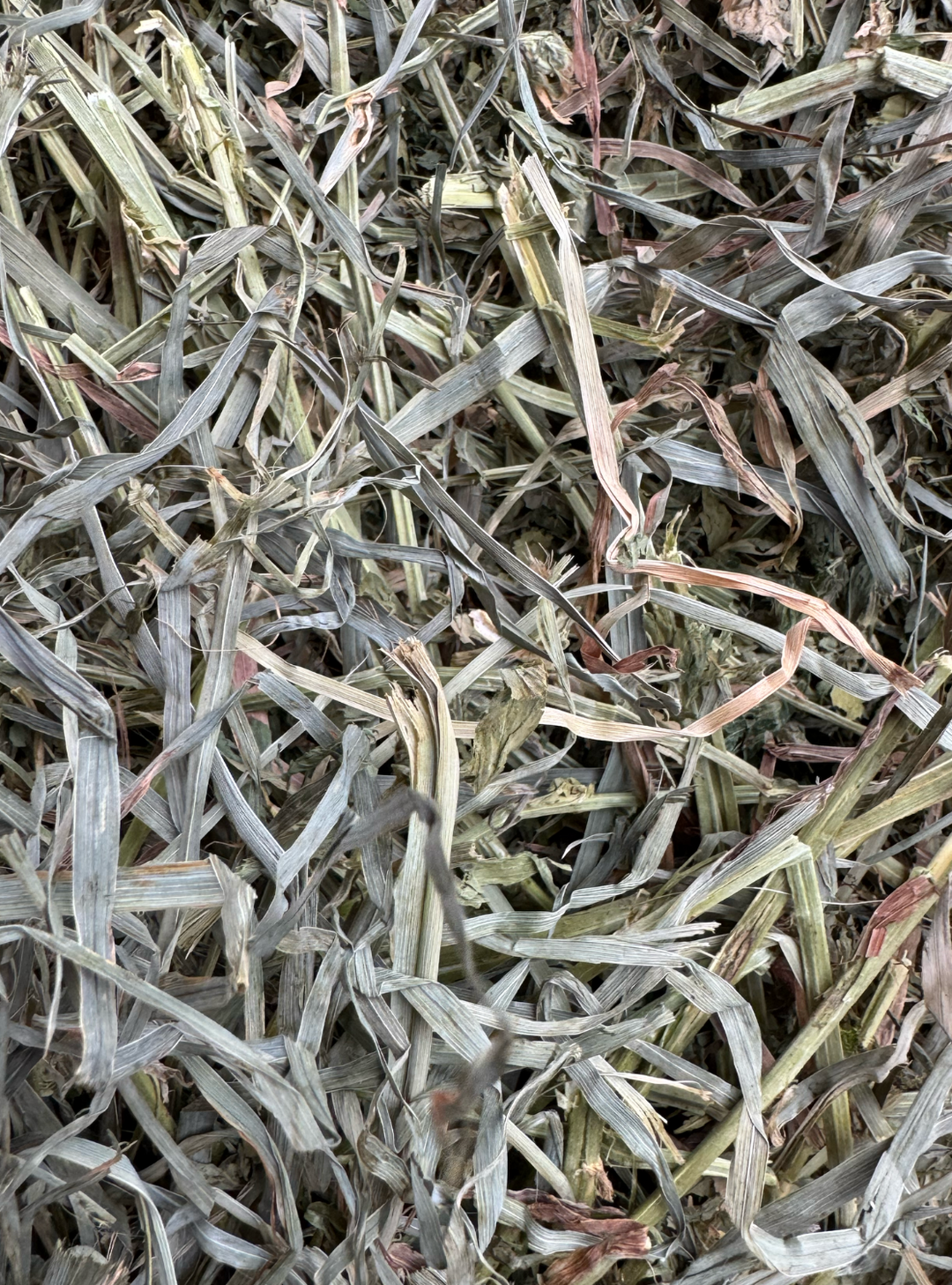 3rd Cutting Alfalfa Orchard (75/25) - Small Bale