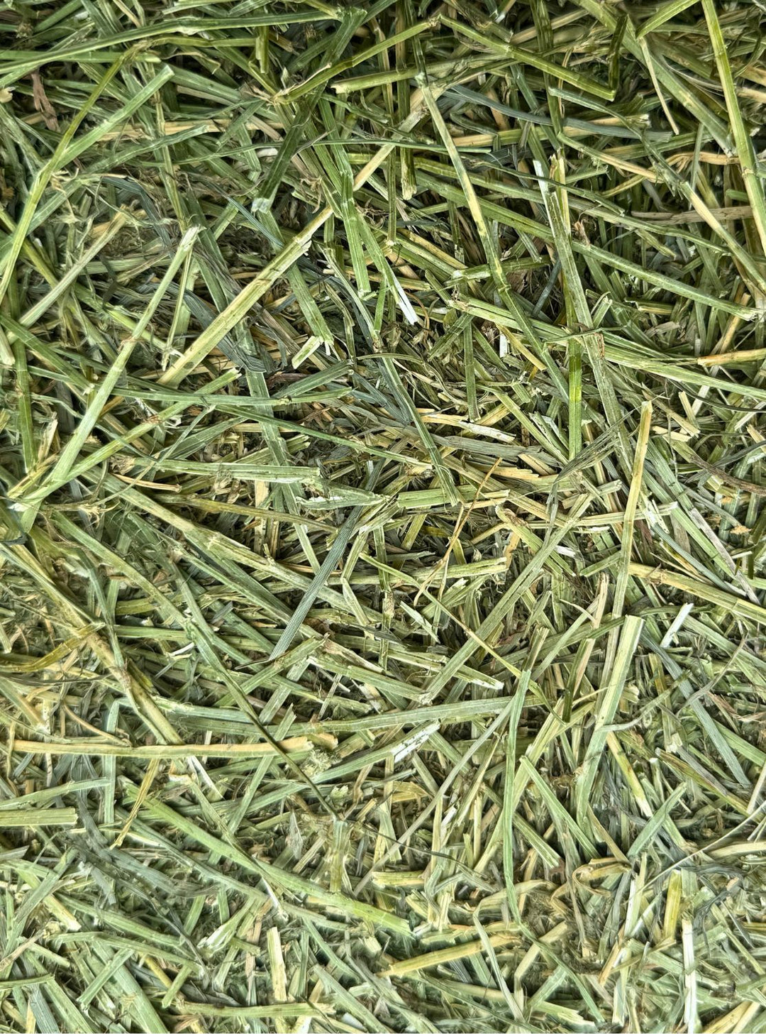 3rd Cutting Alfalfa Orchard (80/20) - Small Bale