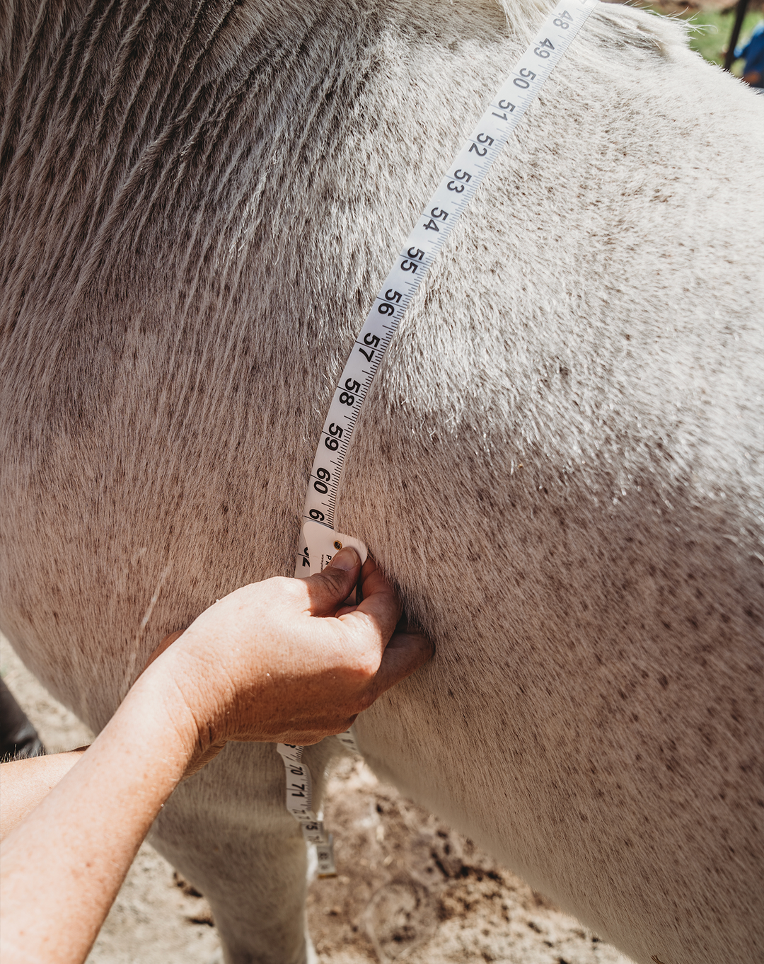 <img src="horse.jpg" alt="Measuring Horse" />