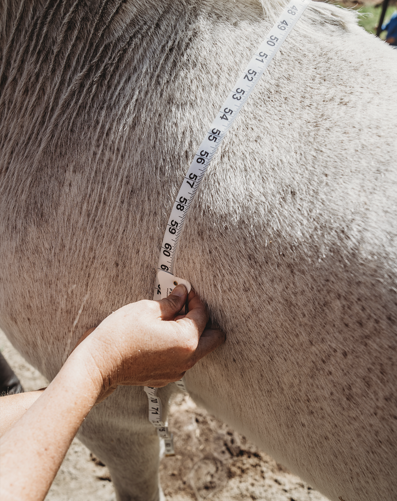 <img src="horse.jpg" alt="Measuring Horse" />