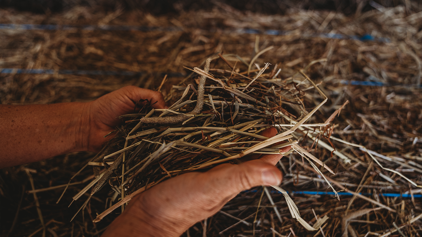 <img src="hay.jpg" alt="Two hands picking up hay" />