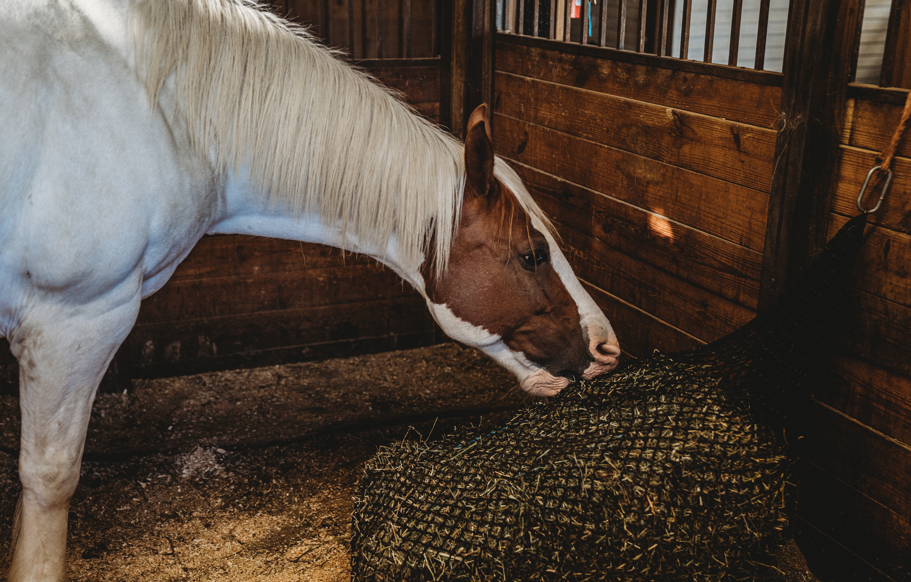 <img src="horse.jpg" alt="Horse eating hay" />