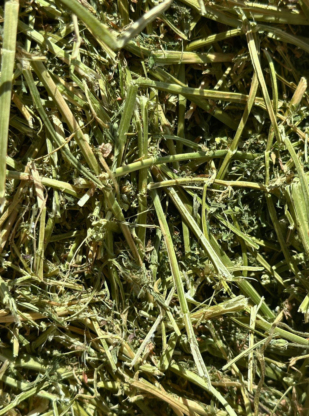 Close-up of 1st cutting alfalfa hay showing clean, consistent texture and rich green color.