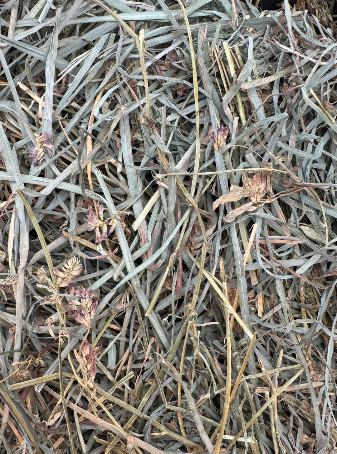 Close-up of leafy 2nd cutting Alfalfa Orchard hay with 75/25 blend, showing leafy green texture and purple alfalfa blooms.