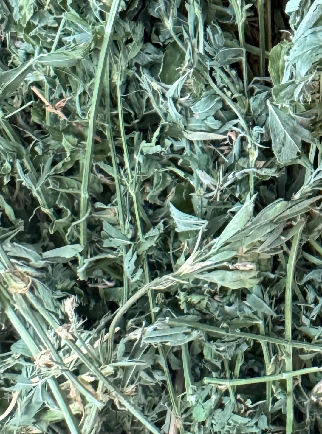 Close-up of soft, leafy 2nd cutting Western Alfalfa hay with high leaf-to-stem ratio and vibrant green color.