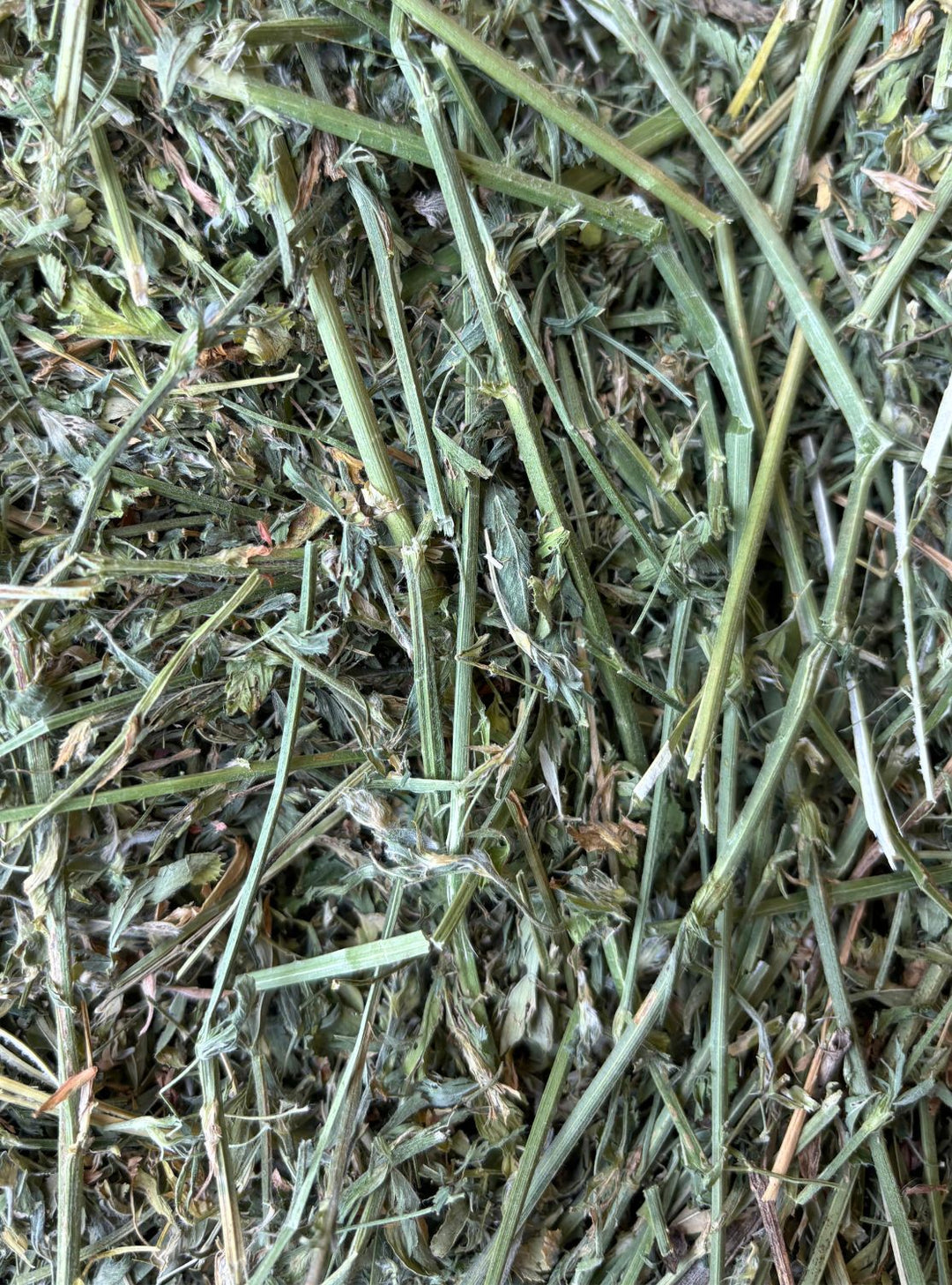 Close-up image of 2025 1st Cutting Western Alfalfa Hay with high leaf content and soft green texture.