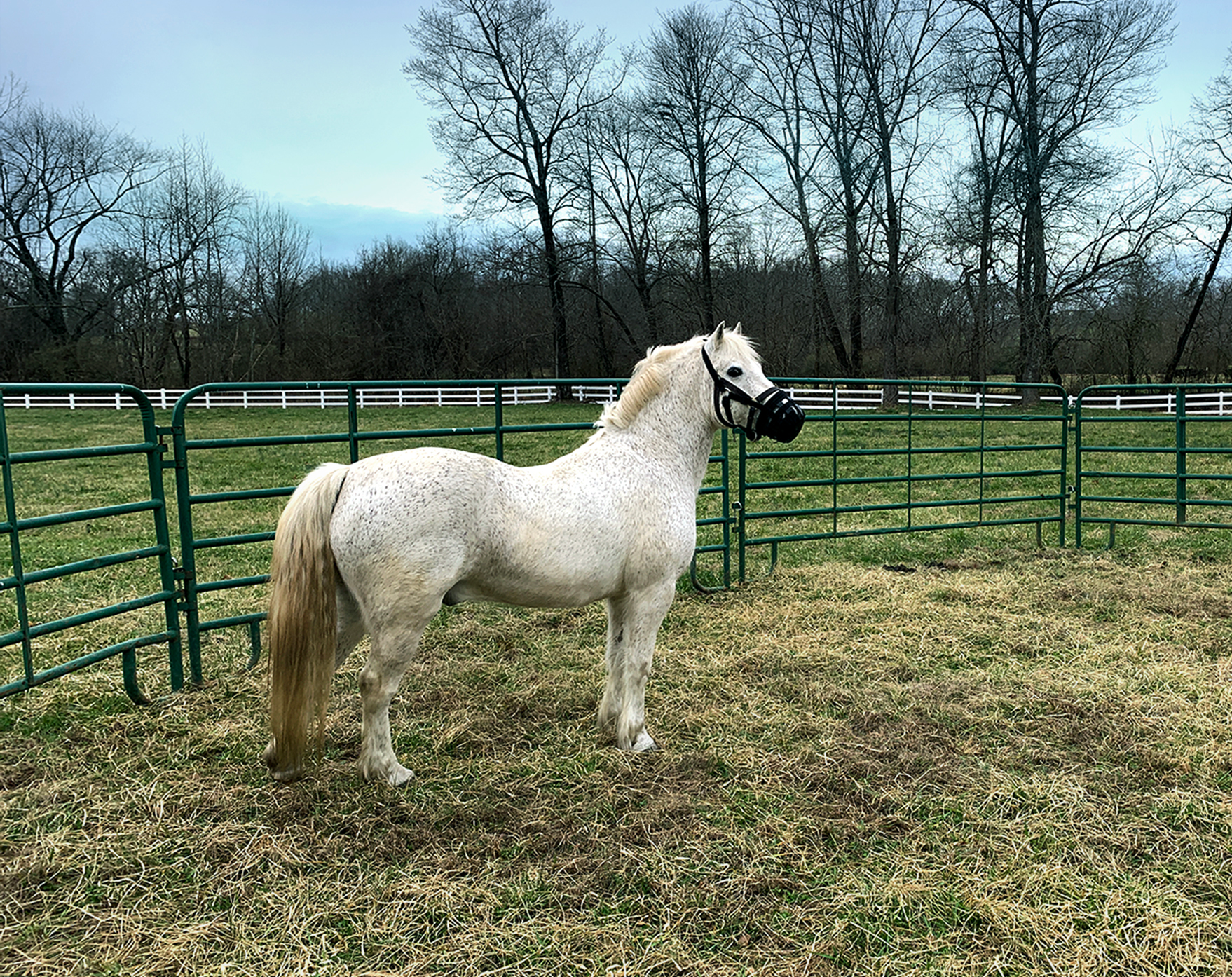 <img src="pony.jpg" alt="Gray pony with muzzle" />