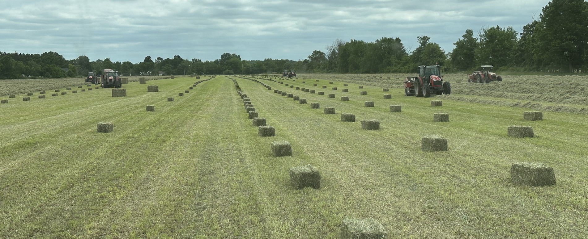 <img src="hayfield.jpg" alt="Bales of hay in a field" />