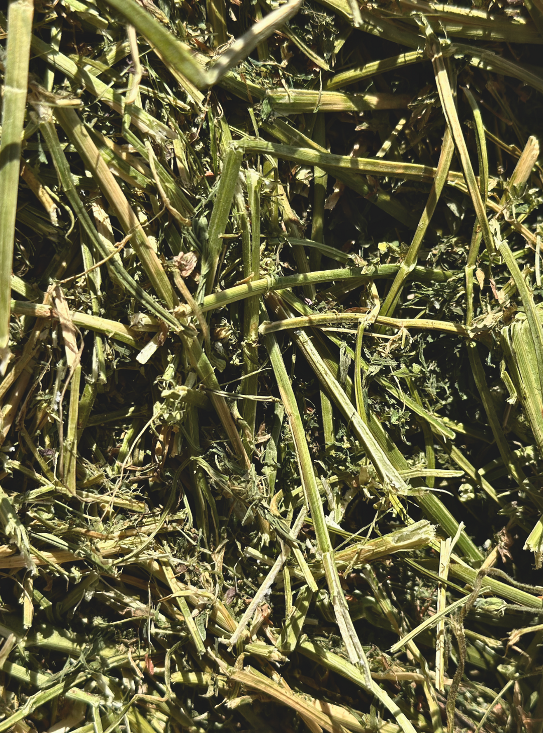 A closeup of 1st Cutting Alfalfa Hay. Highlights the vibrant green color and leafy texture.