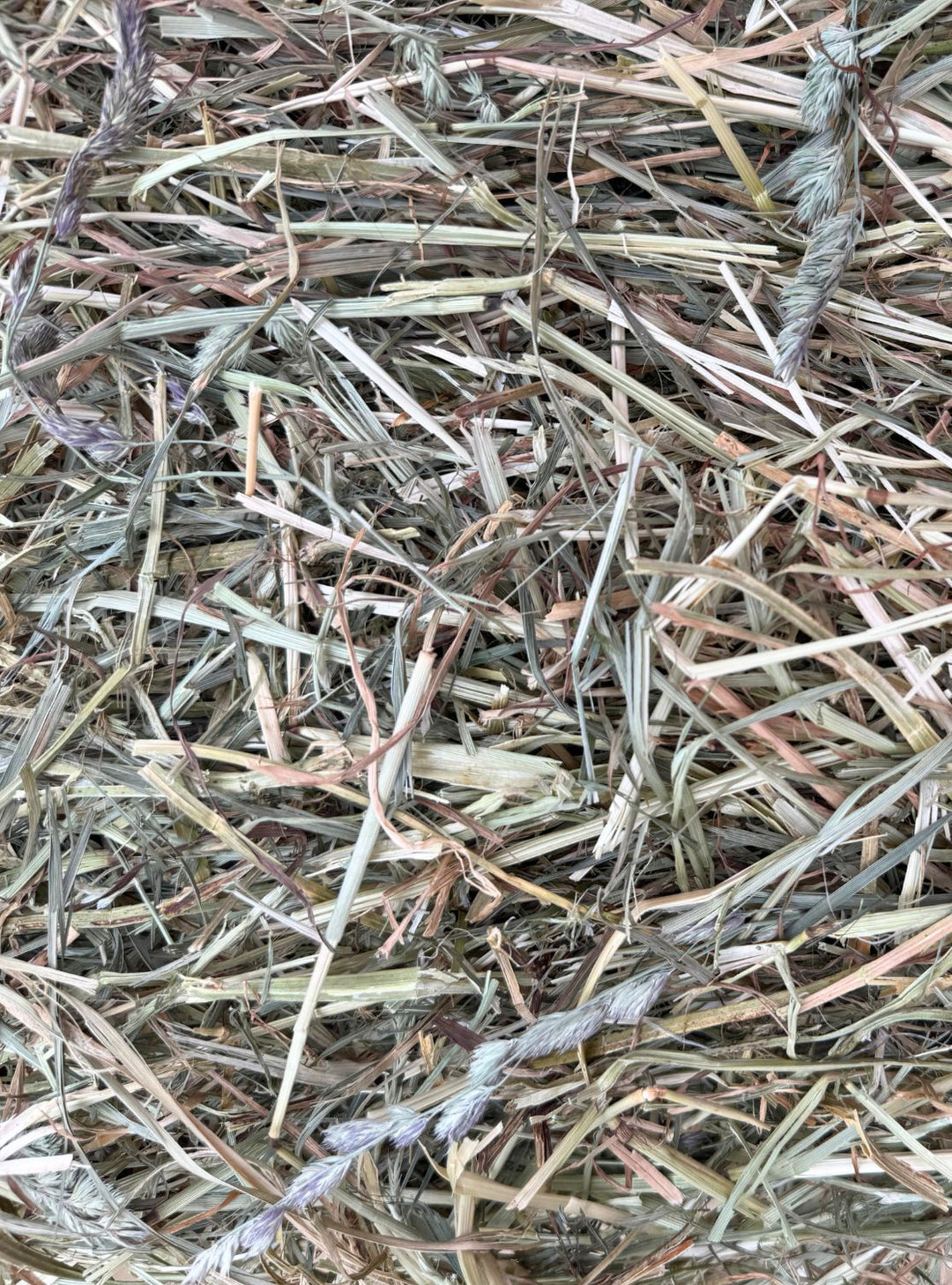 1st cutting Orchard Alfalfa Timothy hay with a green, leafy texture and mild stem—ideal for horses in light work or mixed-herd forage programs.