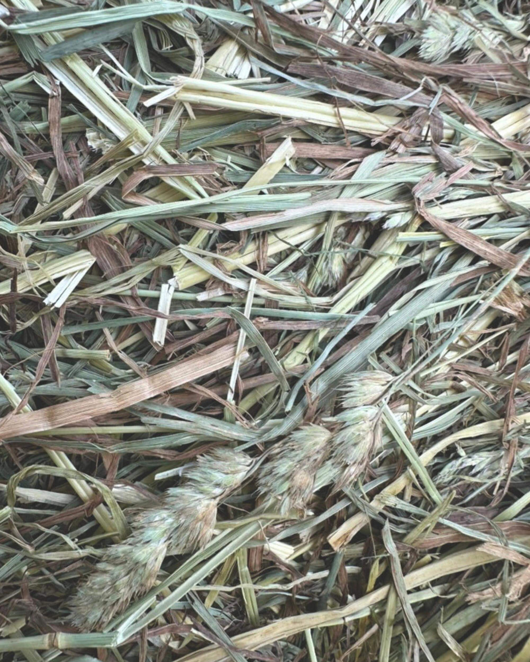 first-cutting-orchard-timothy-hay-60-40-closeup