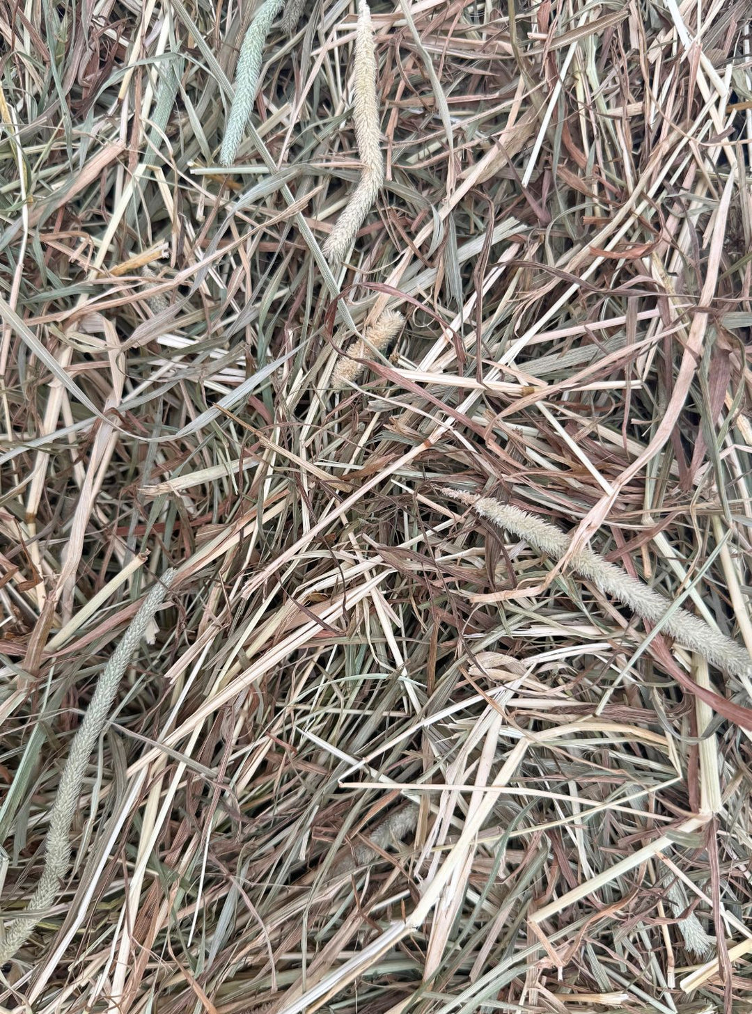 Close-up of 1st cutting Timothy hay showing long-stemmed structure with a mix of leafy blades and seed heads—classic texture and visual profile of premium Timothy.