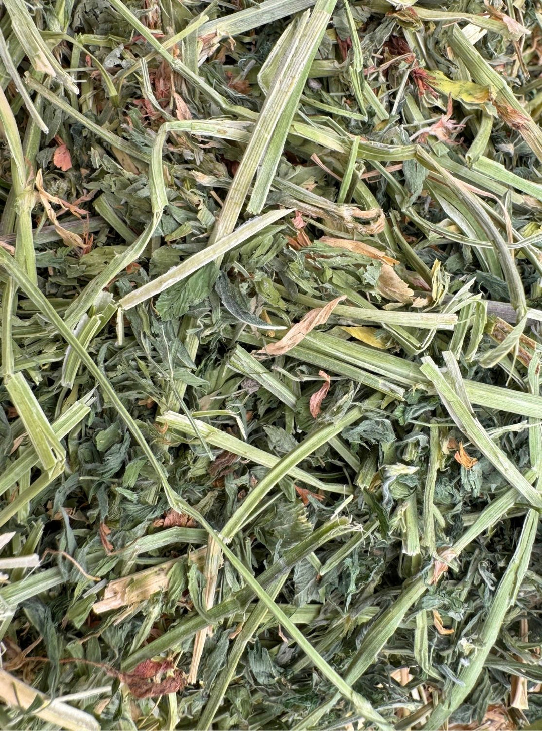 Close-up of leafy 1st cutting western alfalfa hay with high leaf content and soft texture.