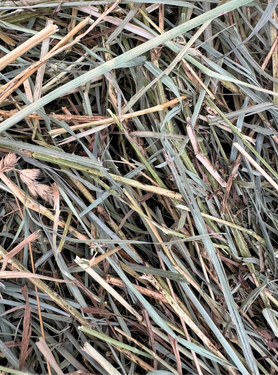 1st Cutting Orchard Alfalfa 60/40 hay – leafy, low sugar forage for horses with light to moderate nutritional requirements.