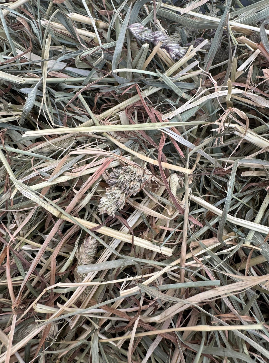 Close-up of 1st Cutting Timothy Orchard 80/20 hay showing a mix varied green leaf and stems, containing several orchard seed heads.