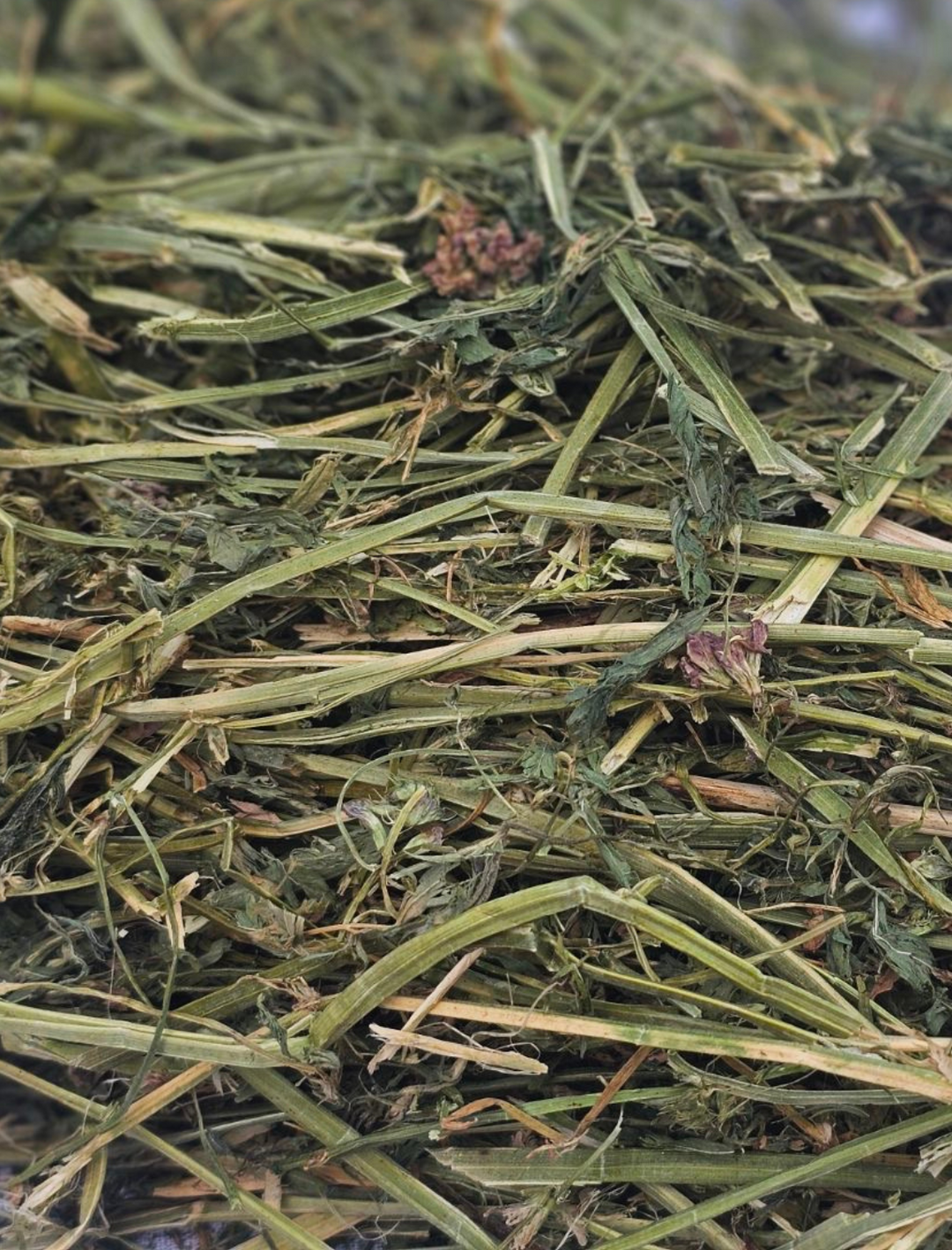 A pile of vibrant green alfalfa and orchardgrass hay, dotted with purple alfalfa flowers. Alfalfa stems are crimped.