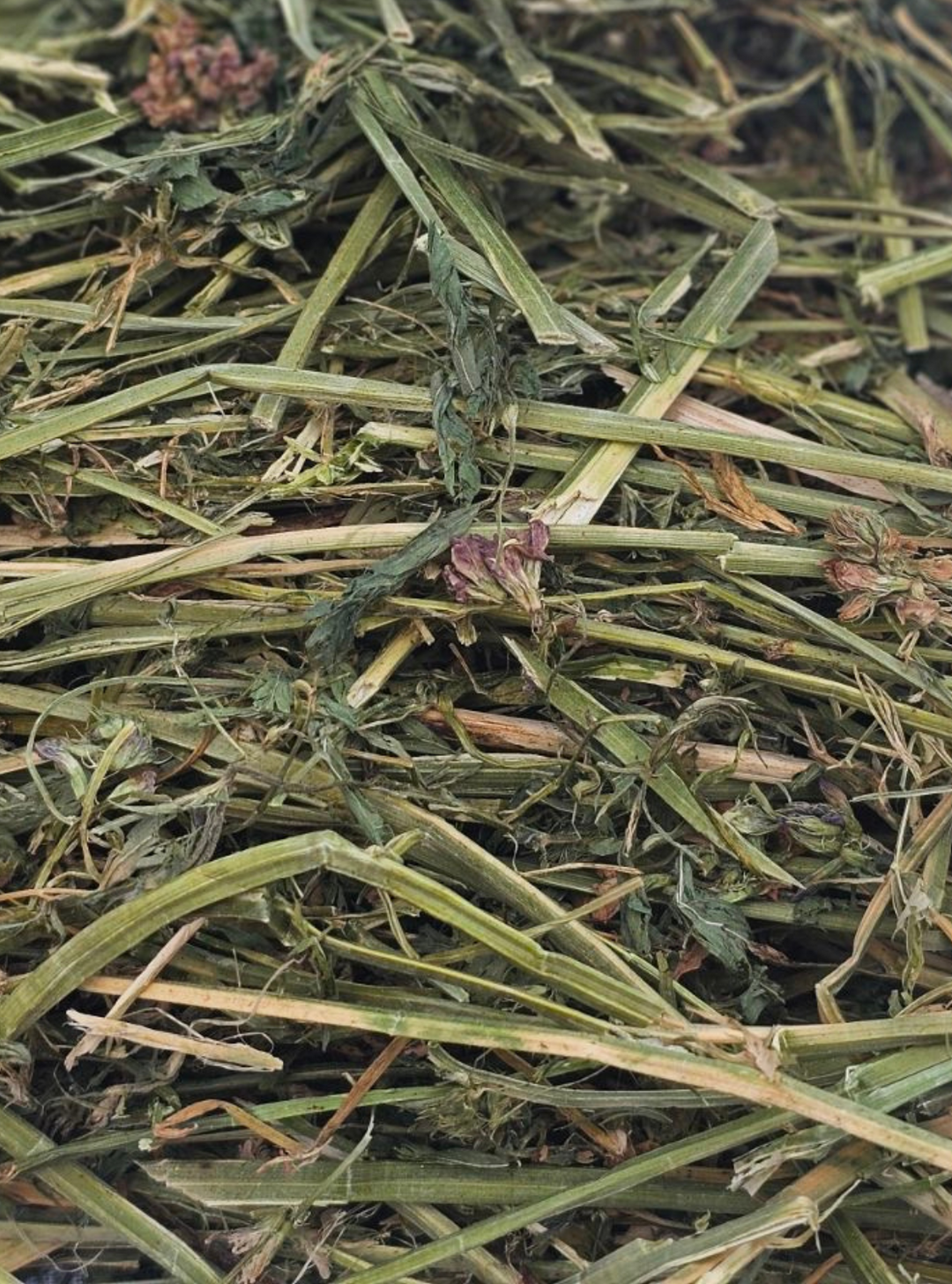 A pile of vibrant green alfalfa and orchardgrass hay, dotted with purple alfalfa flowers. Alfalfa stems are crimped.