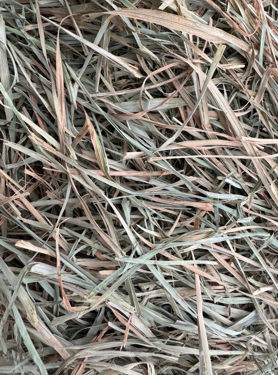 Close-up of soft, green 2nd cutting orchardgrass hay with leafy texture and low sugar content—great for easy keepers and horses with sugar-sensitivities.