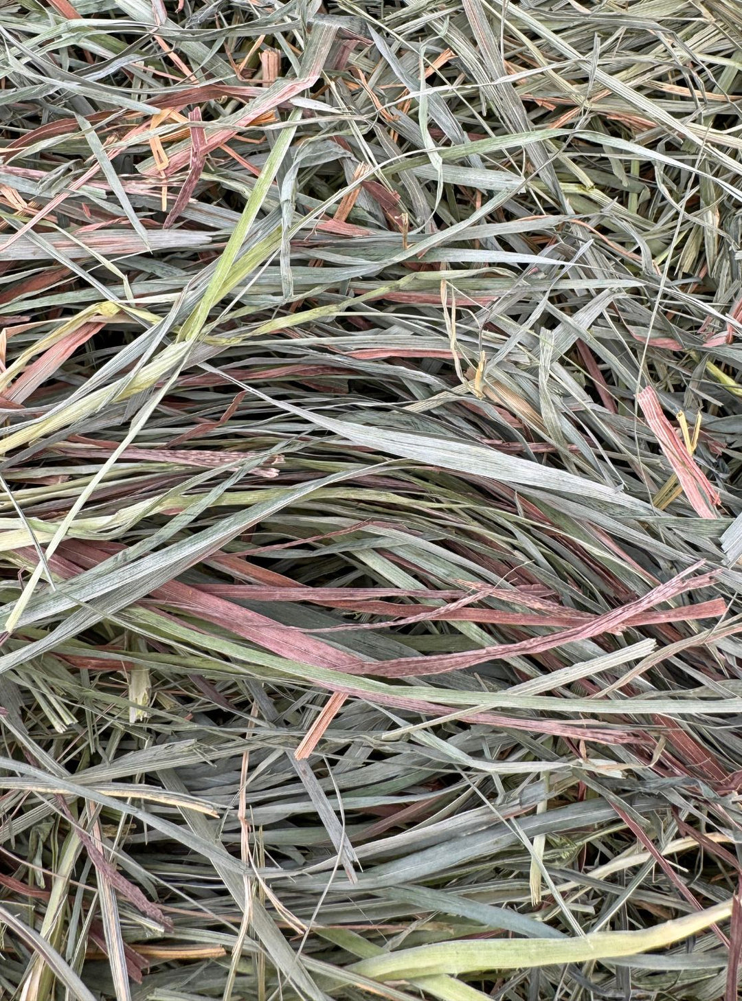 Close up photo orchardgrass hay, with delicate green leaves. 