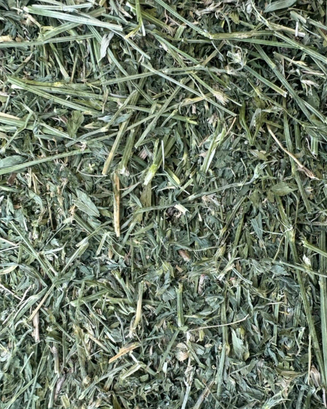 high leaf 4th cutting alfalfa orchard hay with dense leafy structure and minimal stem