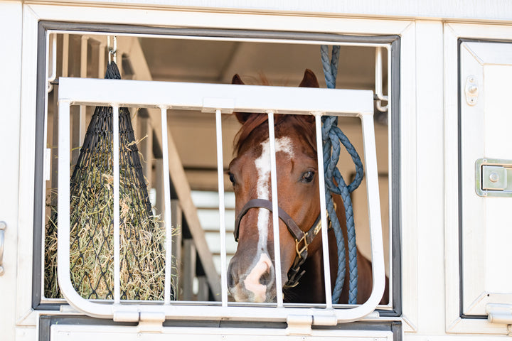 Chestnut horse looking through an open horse trailer window with their hay net hanging by their head