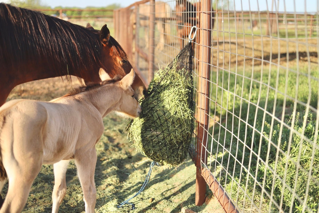 bay mare and buckskin foal eating alfalfa out of a hay net