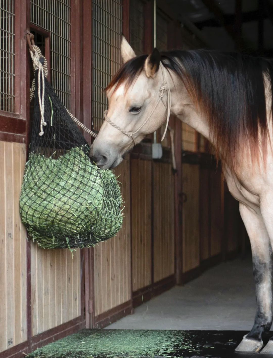 <img src="haynet.jpg" alt="Horse eating out of hay net" />