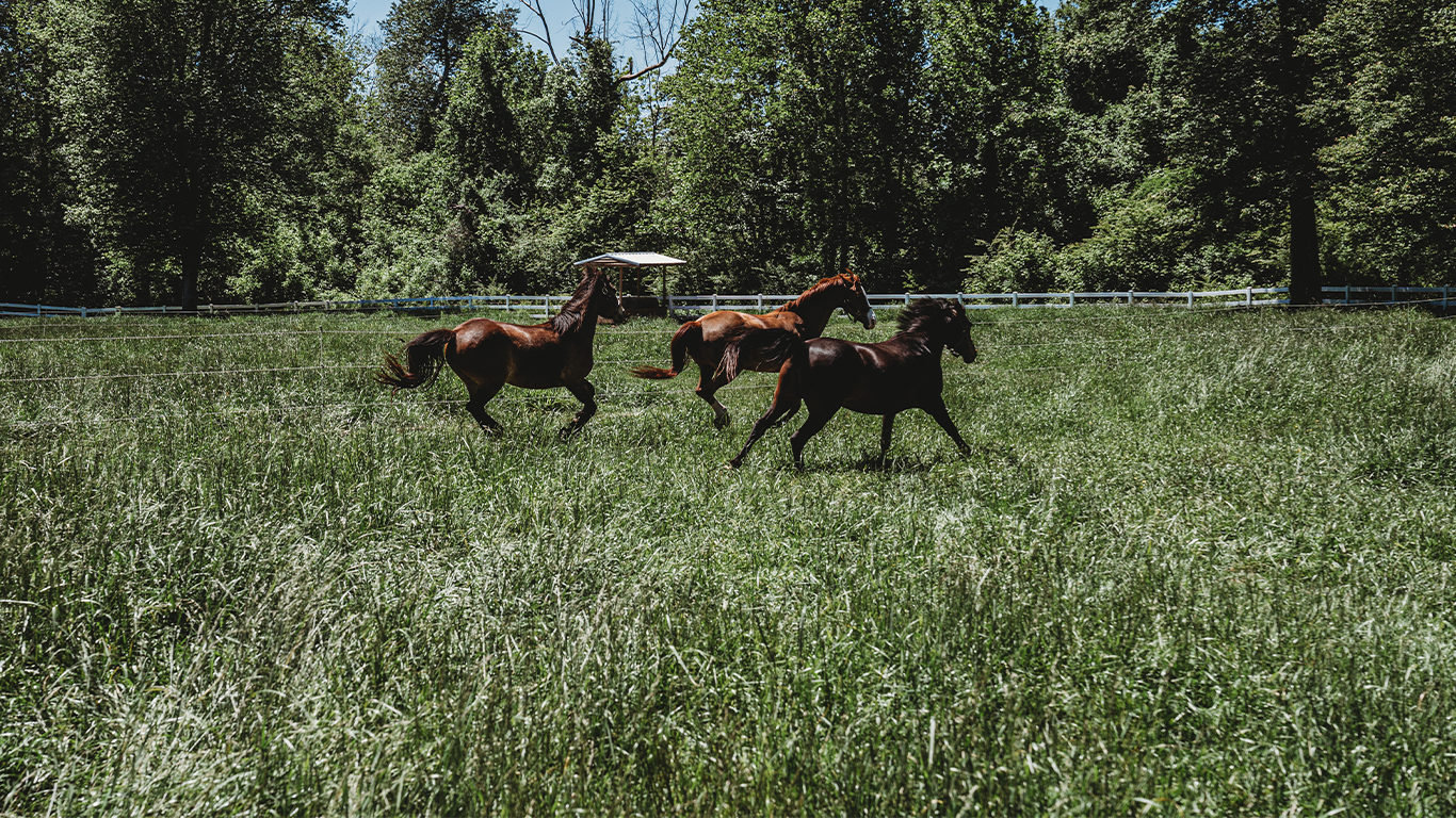 <img src="horse.jpg" alt="Three horses running in field" />
