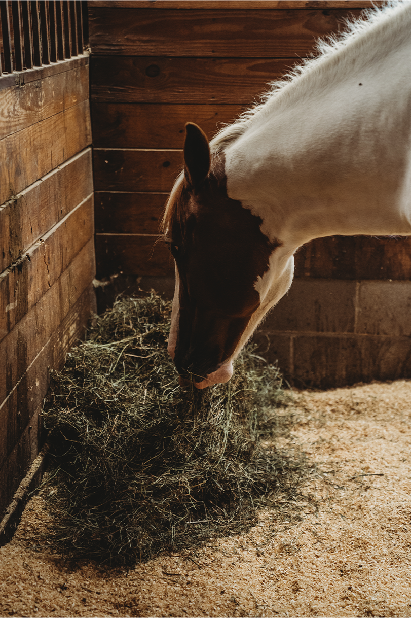 <img src="Horse.jpg" alt="Horse eating hay" />
