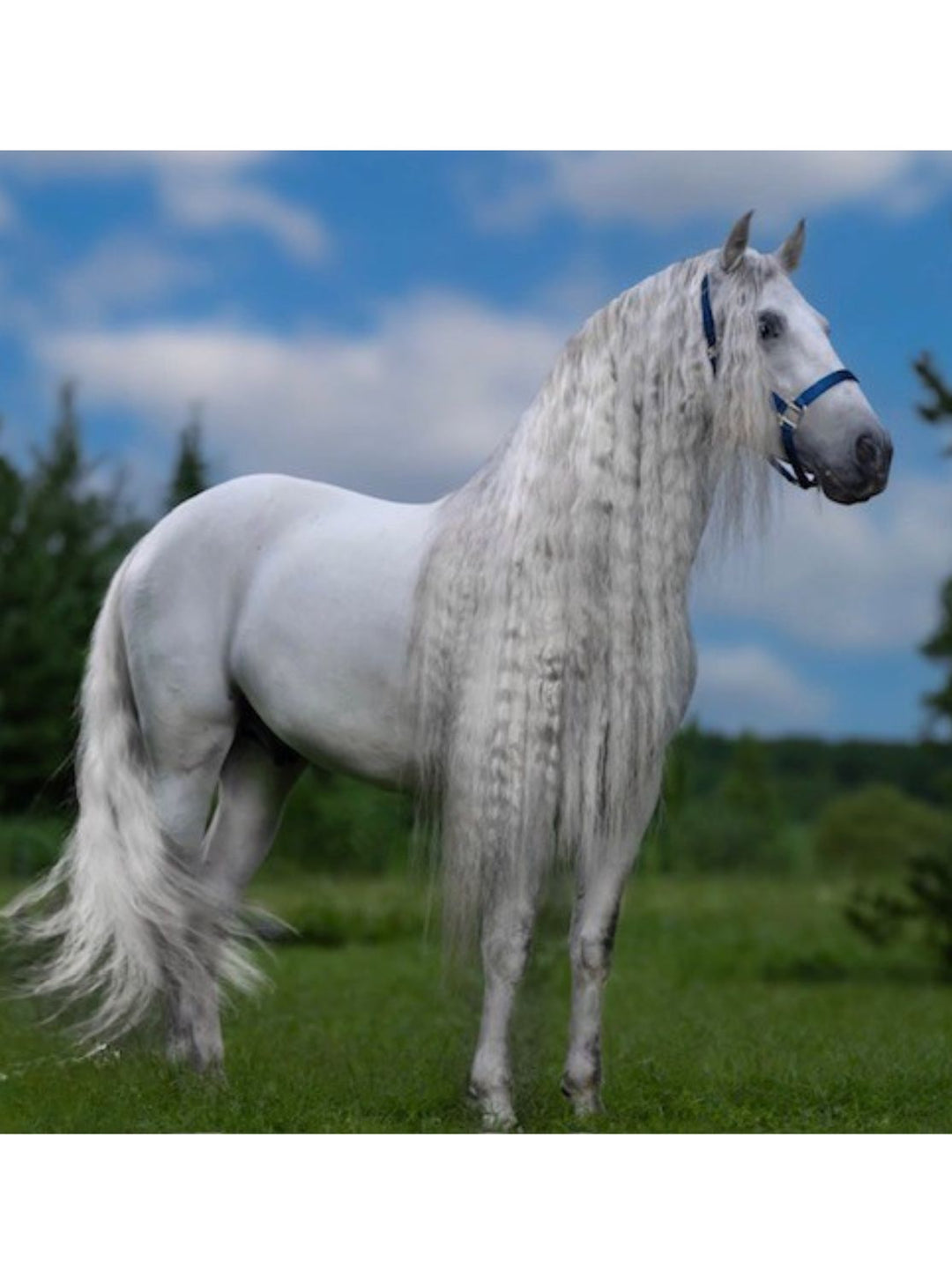 MANE-LY - Polisher / Protector