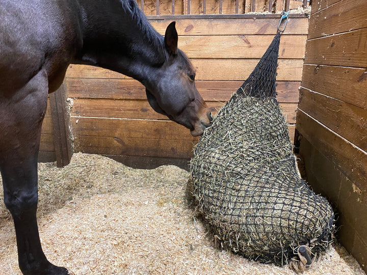 Bay horse eating from a two-string bale hay net in a stall with shavings bedding.