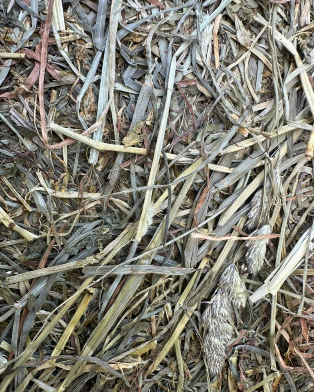 Soft leafy first cutting orchard alfalfa 50/50 hay with high palatability and fine stem structure