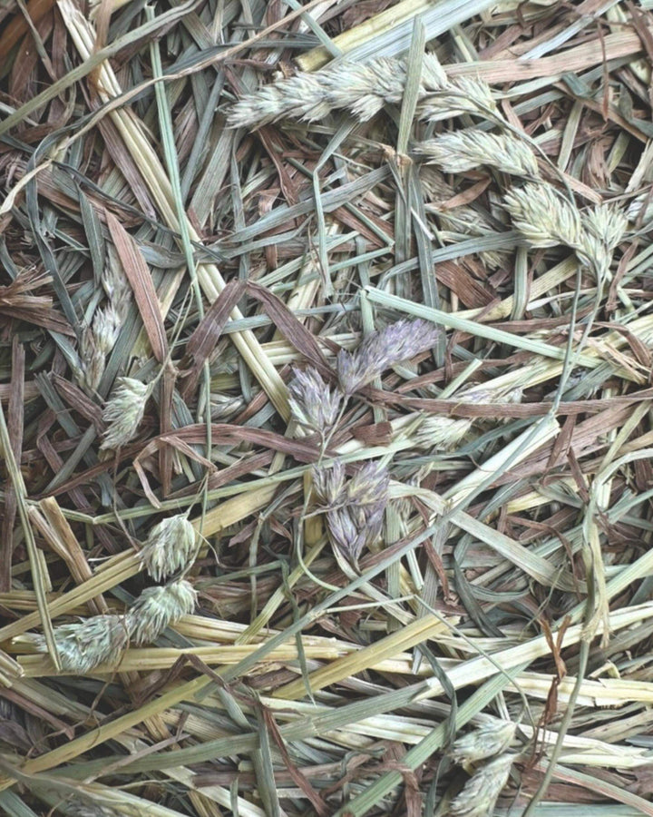 Close up of first cutting orchard timothy hay showing soft stems and timothy seed heads