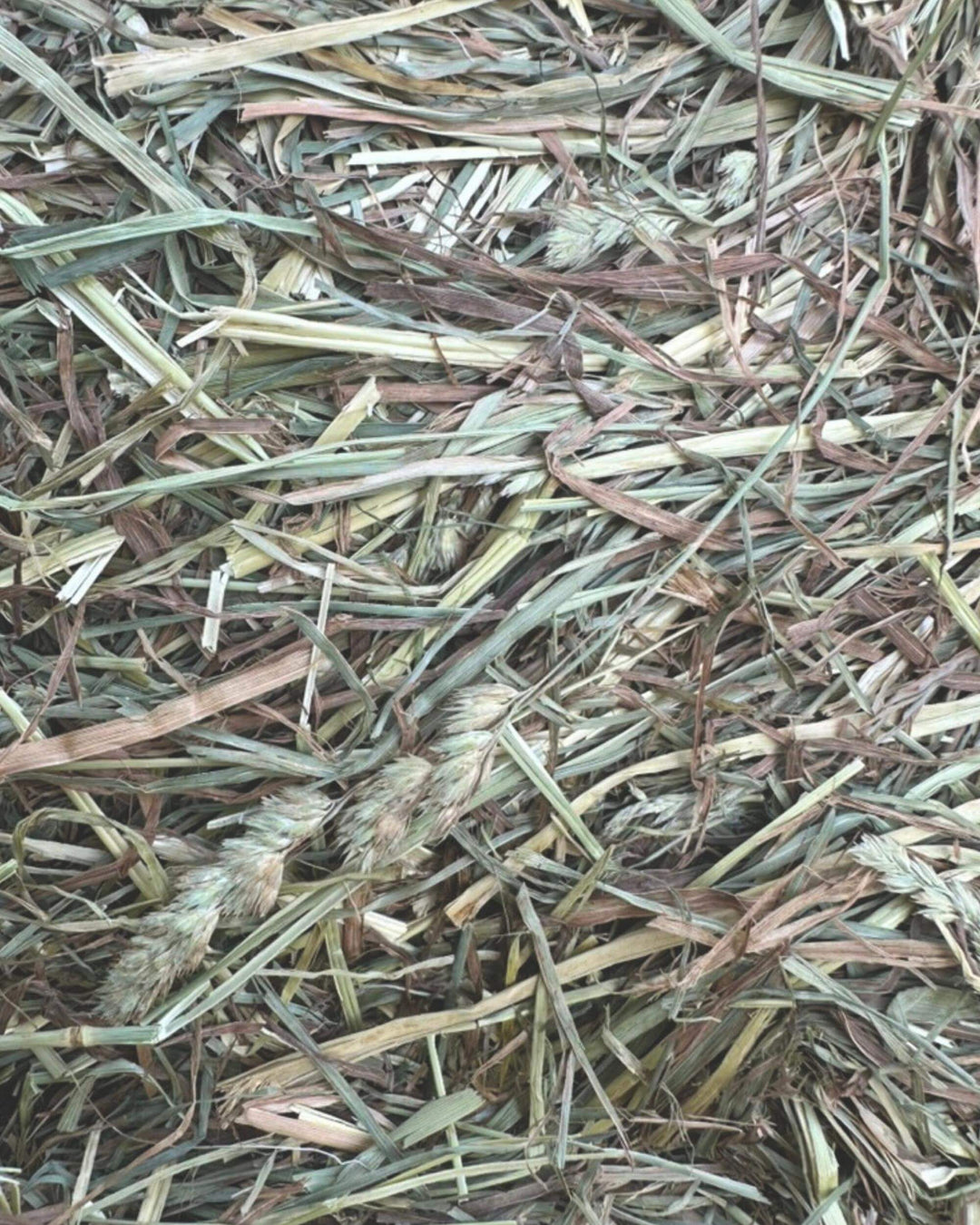 First cutting orchard timothy hay 60/40 blend showing grassy mix and pliable stems