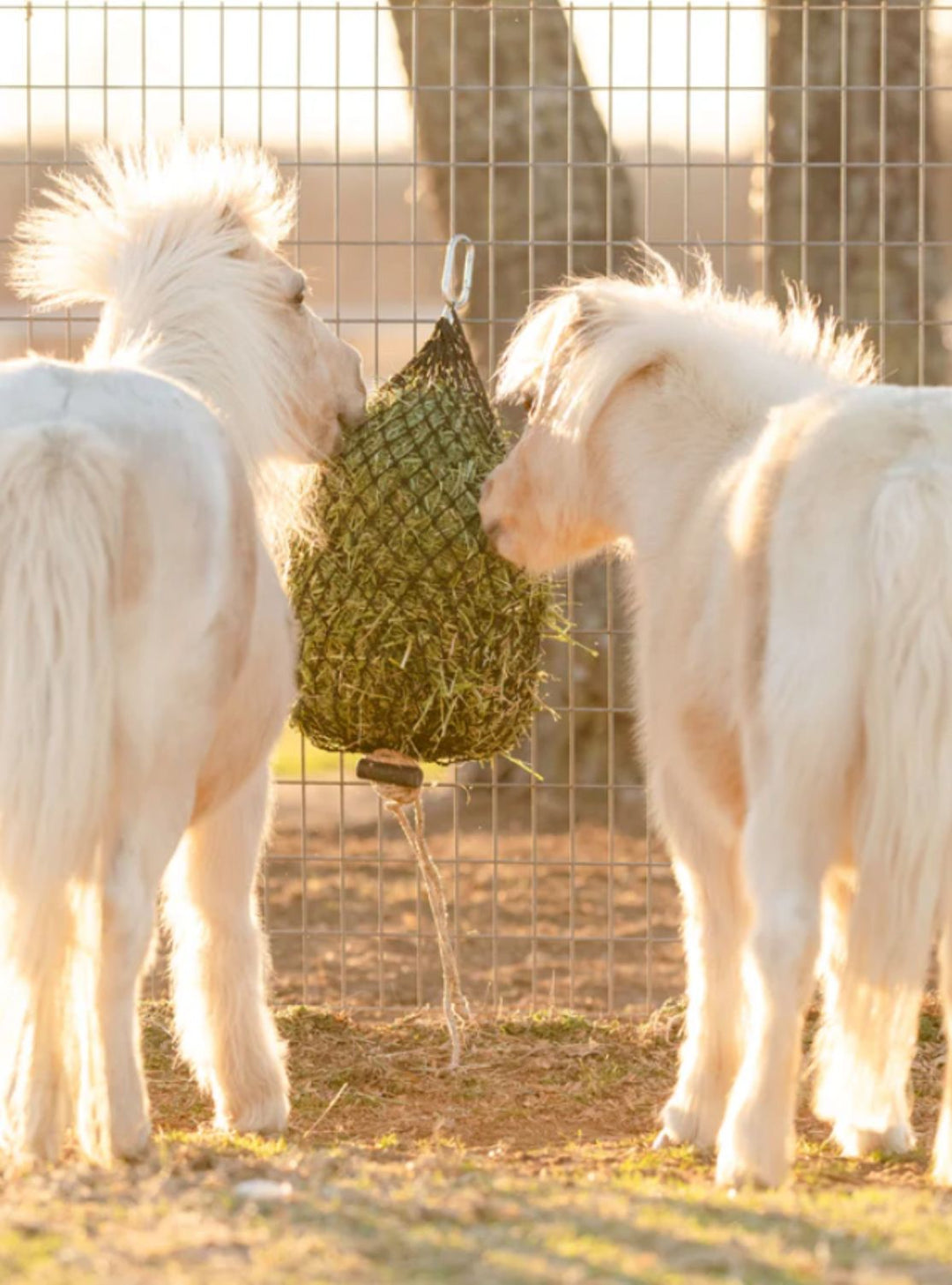 Two miniature horses eating from a Hay Chix hay net filled with hay, securely hung on a fence to reduce waste and regulate hay consumption.