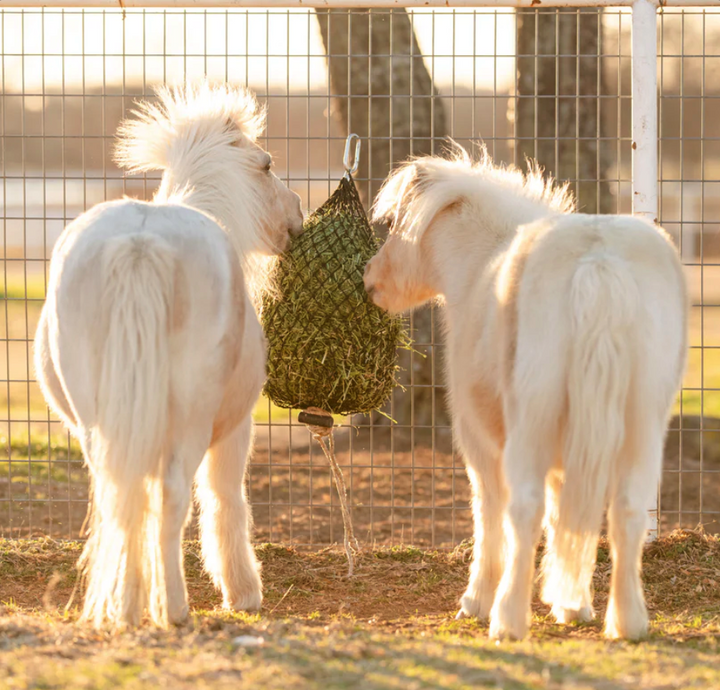 Two miniature horses eating from a Hay Chix hay net filled with hay, securely hung on a fence to reduce waste and regulate hay consumption.