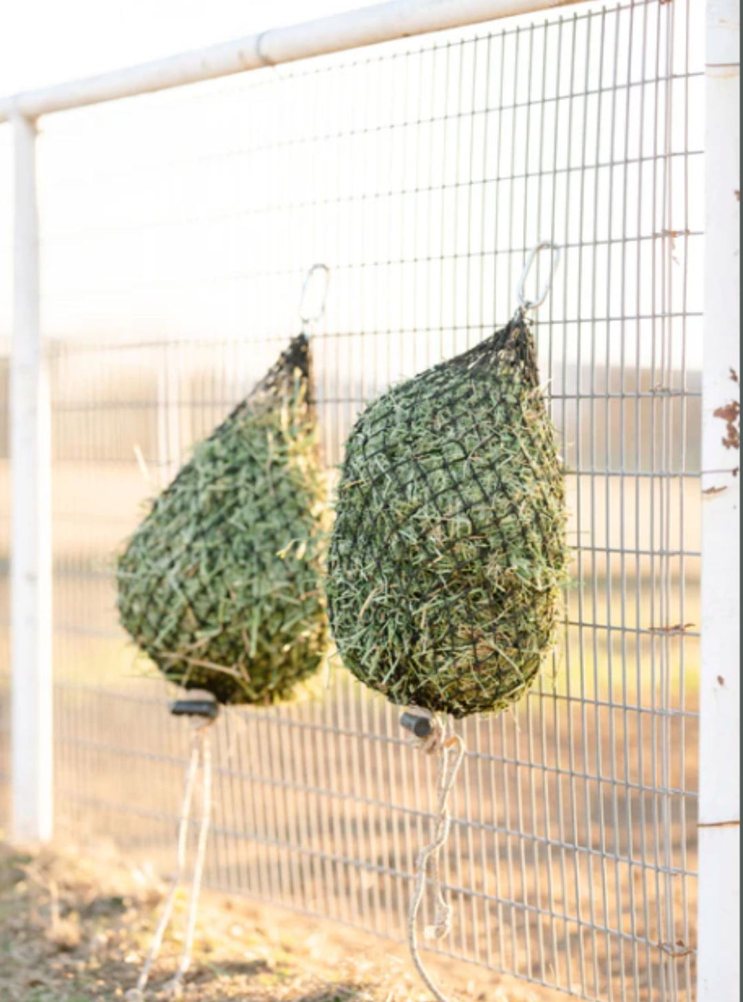 Two Hay Chix Quarter Bale slow feed hay nets filled with green hay, hanging on a metal fence in a sunlit paddock.
