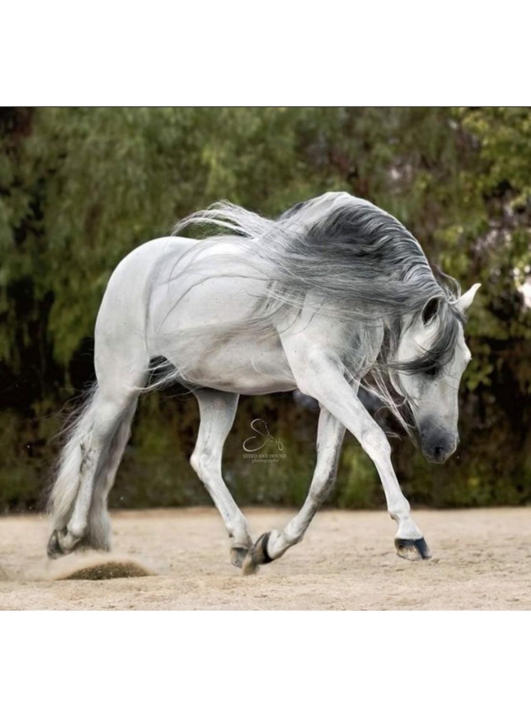 White horse with long, flowing mane and tail maintained using Mane-ly Long Hair Maintenance Brush for detangling and daily grooming.