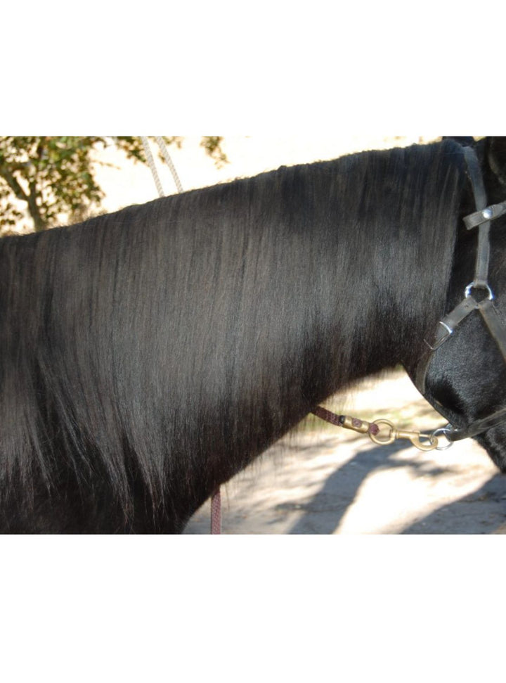 Close-up of a horse’s sleek, tangle-free black mane after using the Mane-ly Detangler Brush for grooming and hair care.